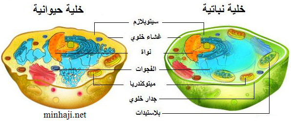 الفرق بين الخلية النباتية والخلية الحيوانية